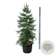 Sequoiadendron g. 'H. Mamm. Three' 175-200 cm cont. 90L extra