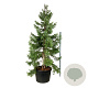Sequoiadendron g. 'H. Mamm. Three' 250-300 cm cont. 230L solitair