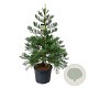 Sequoiadendron g. 'H. Mammoth Two' 150-175 cm cont. 90L extra