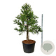 Sequoiadendron g. 'H. Mammoth Two' 225-250 cm cont. 230L solitair