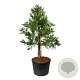 Sequoiadendron g. 'H. Mammoth Two' 225-250 cm cont. 230L solitair