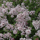 Syringa Sugar Plum Fairy 90 cm stam 30L
