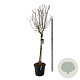 Syringa v. Beauty of Moscow 120 cm stam cont. 55L extra