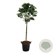 Syringa v. Beauty of Moscow 120 cm stam cont. 55L extra