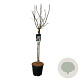 Syringa v. Beauty of Moscow 90 cm stam 15L