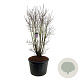 Syringa v. 'Charles Joly' 175-200 cm cont. 230L solitair