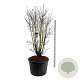 Syringa v. 'Charles Joly' 175-200 cm cont. 230L solitair