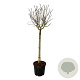 Syringa v. 'Katherine Havemeyer' 120 cm stam cont. 55L extra