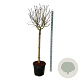 Syringa v. 'Katherine Havemeyer' 120 cm stam cont. 55L extra