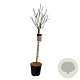 Syringa v. 'Katherine Havemeyer' 90 cm stam 15L