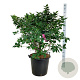 Syringa v. 'Michel Buchner' 100-125 cm cont. 55L extra