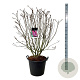 Syringa v. 'Michel Buchner' 125-150 cm cont. 55L extra