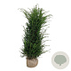 Taxus baccata 160-180 cm met kluit extra