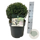 Taxus baccata 30-35 cm 10L bol