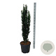 Taxus b. 'Black Tower' 120-140 cm 30L extra