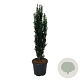 Taxus b. 'Black Tower' 120-140 cm 30L extra