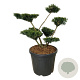 Taxus media 'Farmen' 60-80 cm cont. 55L multi bol