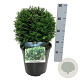 Taxus media 'Groenland' 25-30 cm 6,5L bol