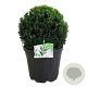 Taxus media 'Groenland' 30-35 cm 10L bol