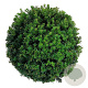 Taxus media 'Groenland' 30-35 cm 10L bol