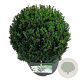 Taxus media 'Groenland' 30-35 cm 10L bol