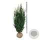 Taxus media 'Hicksii' 140-160 cm met kluit