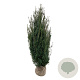 Taxus media 'Hicksii' 160-180 cm met kluit extra