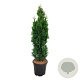 Thuja occ. 'Degroot's Spire' 100-120 cm 15L