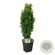 Thuja occ. 'Degroot's Spire' 60-80 cm 15L