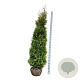 Thuja occidentalis 'King of Brabant' 225-250 cm met kluit extra