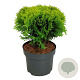 Thuja occ. 'Mirjam' 30-40 cm 6,5L