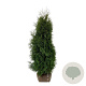 Thuja occ. 'Pyramidalis Compacta' 120-140 cm met kluit extra