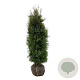 Thuja occ. 'Pyramidalis Compacta' 140-160 cm met kluit extra