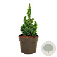 Thuja occ. Primo 15-20 cm 5,0L