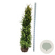 Thuja occ. 'Salland' 180-200 cm met kluit extra