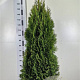 Thuja occ. 'Smaragd' 140-160 cm met kluit extra