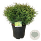 Thuja occ. 'Tiny Tim' 50-60 cm 15L