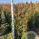Thuja pl. 'Atrovirens' 100-120 cm met kluit