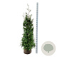 Thuja pl. 'Excelsa' 160-180 cm met kluit