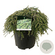 Tsuga can. 'Cole's Prostrate' 40-50 cm 15L