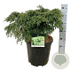 Tsuga can. 'Green Globe' 50-60 cm 15L