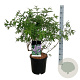 Vitex agnus-castus 80-100 cm 15L