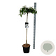 Viburnum plic. 'Watanabe' 120 cm stam 15L