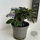 Rhododendron yakushimanum 25-30 cm 5,0L