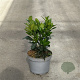 Prunus l. Bonaparte 20-30 cm 3,5L