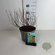 Spiraea jap. 'Golden Princess' 25-30 cm 3,5L