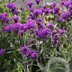 Verbena paars GM P12