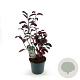 Prunus cistena 40-50 cm 3,0L