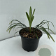 Liriope muscari 'Monroe White' GM 2,0L
