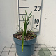 Liriope muscari 'Monroe White' GM 2,0L